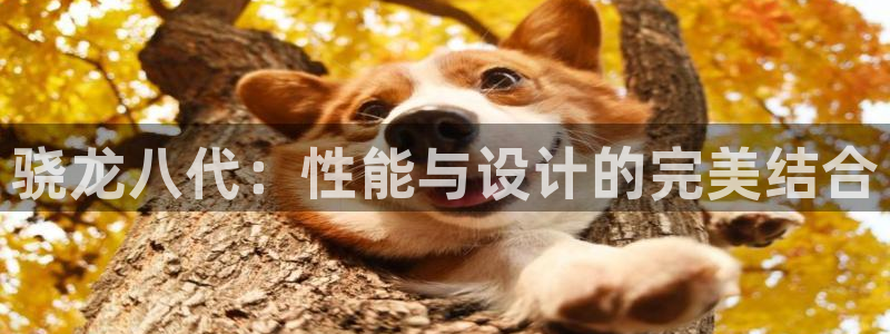 辉达娱乐哪个游戏好爆：骁龙八代：性能与设计的完美结合